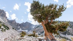 Klimat w Great Basin National Park, Nevada